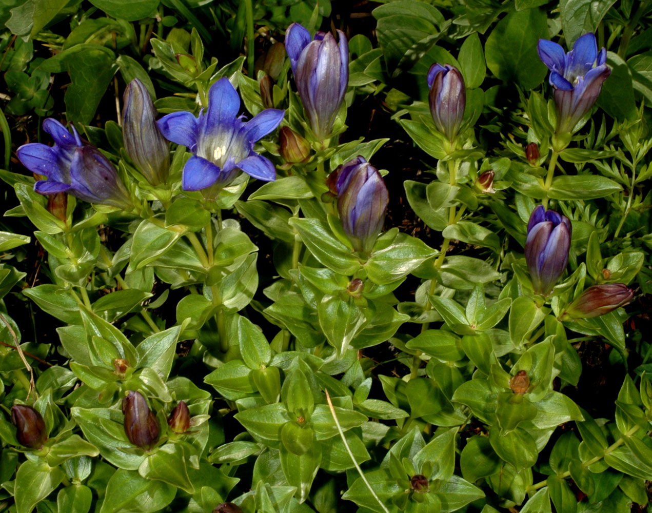Flora of Eastern Washington Image: Gentiana calycosa