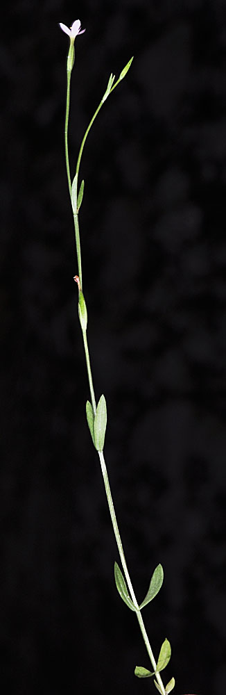Flora of Eastern Washington Image: Zeltnera exaltata