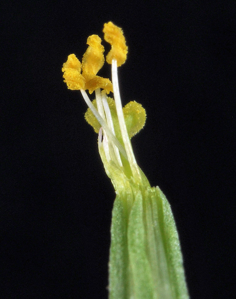 Flora of Eastern Washington Image: Zeltnera exaltata