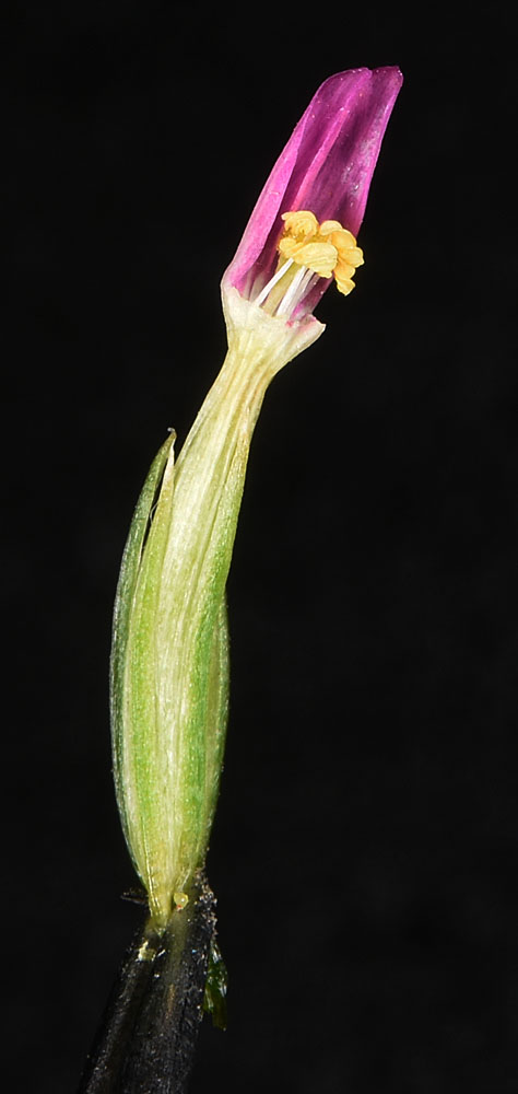 Flora of Eastern Washington Image: Zeltnera muehlenbergii