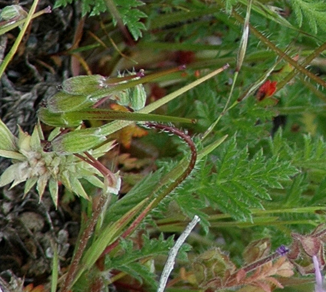 Flora of Eastern Washington Image: Erodium cicutarium