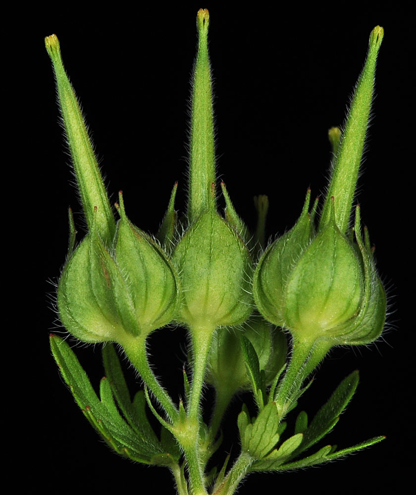 Flora of Eastern Washington Image: Geranium carolinianum