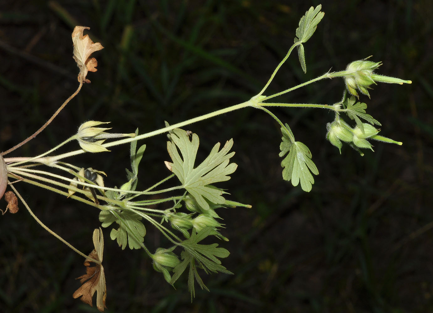 Flora of Eastern Washington Image: Geranium carolinianum