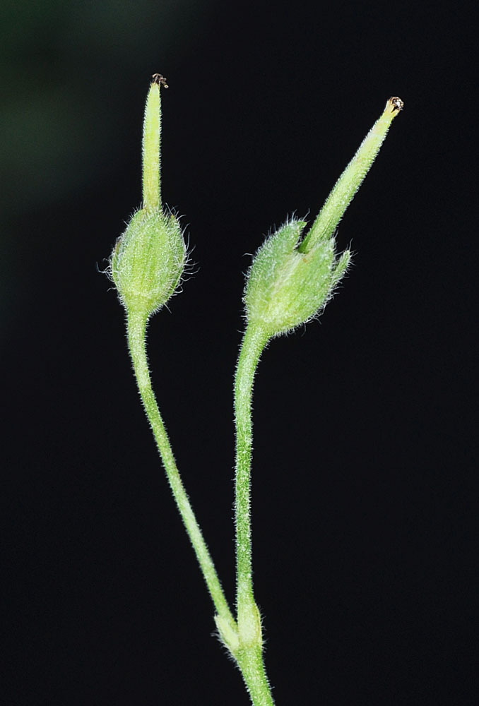 Flora of Eastern Washington Image: Geranium pusillum