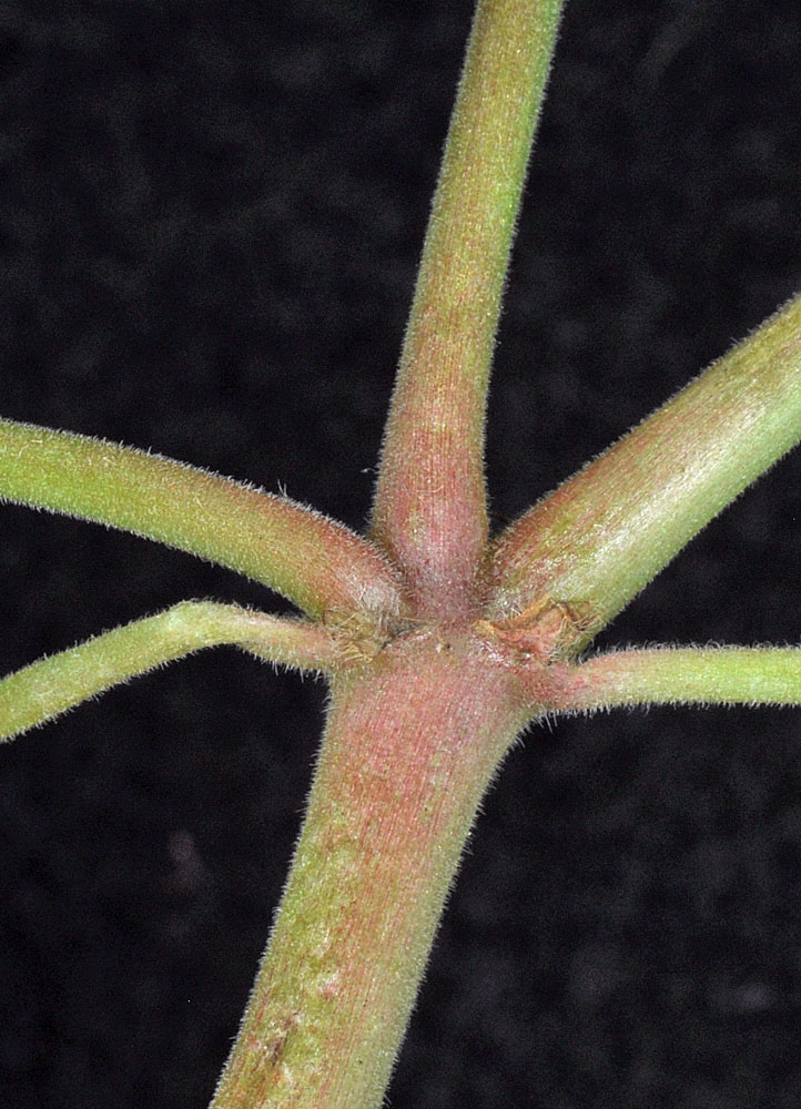 Flora of Eastern Washington Image: Geranium pusillum