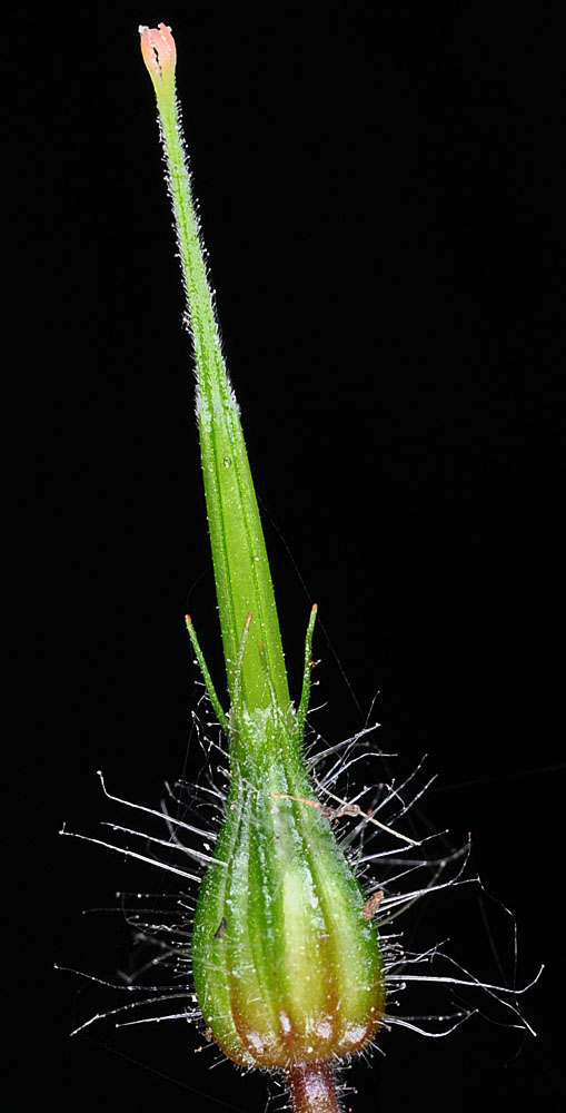 Flora of Eastern Washington Image: Geranium robertianum