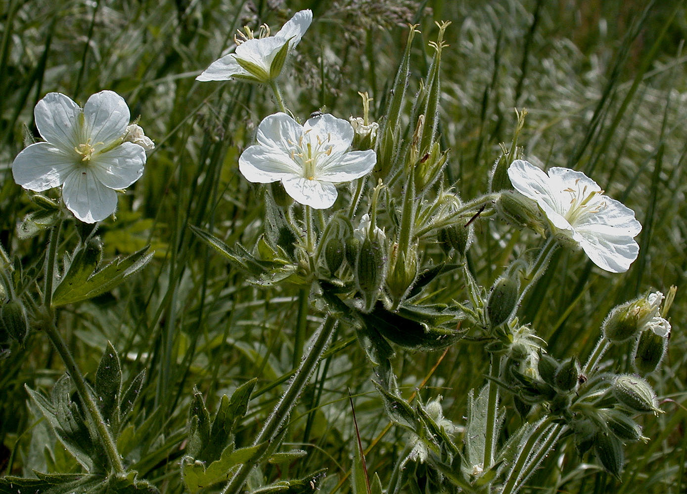 Flora of Eastern Washington Image: Geranium viscosissimum