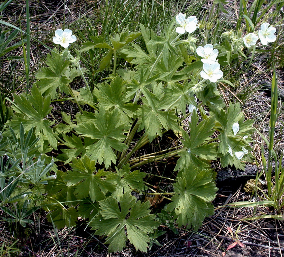 Flora of Eastern Washington Image: Geranium viscosissimum