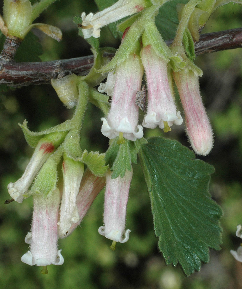 Flora of Eastern Washington Image: Ribes cereum