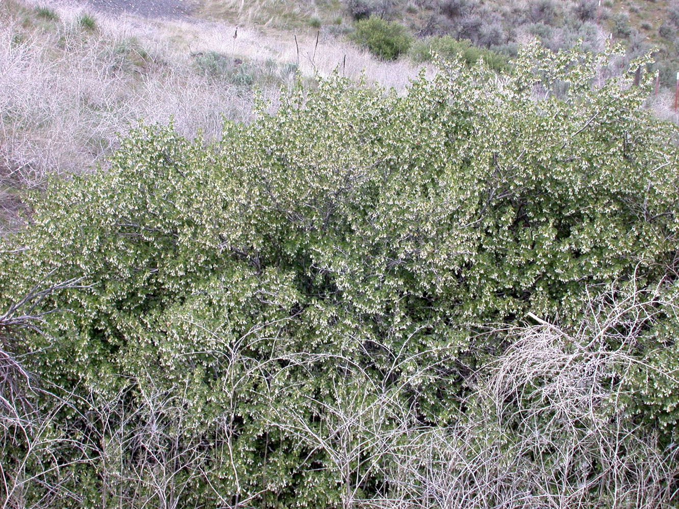 Flora of Eastern Washington Image: Ribes cereum