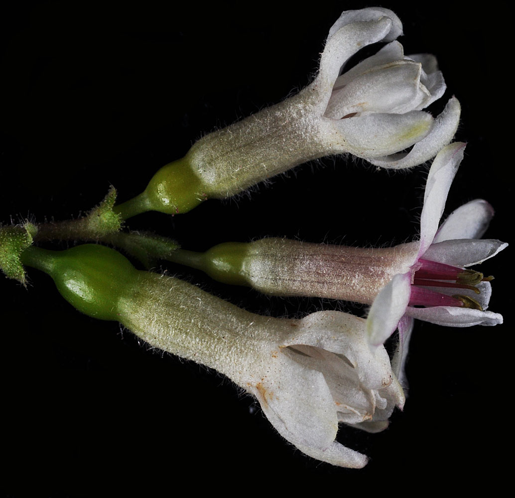 Flora of Eastern Washington Image: Ribes oxyacanthoides v cognatum