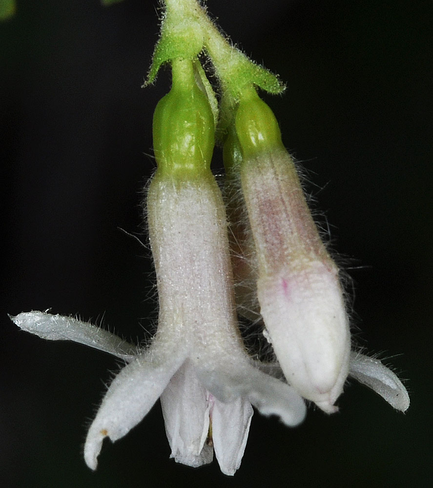 Flora of Eastern Washington Image: Ribes oxyacanthoides v cognatum