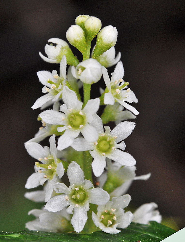 Flora of Eastern Washington Image: Ribes hudsonianum