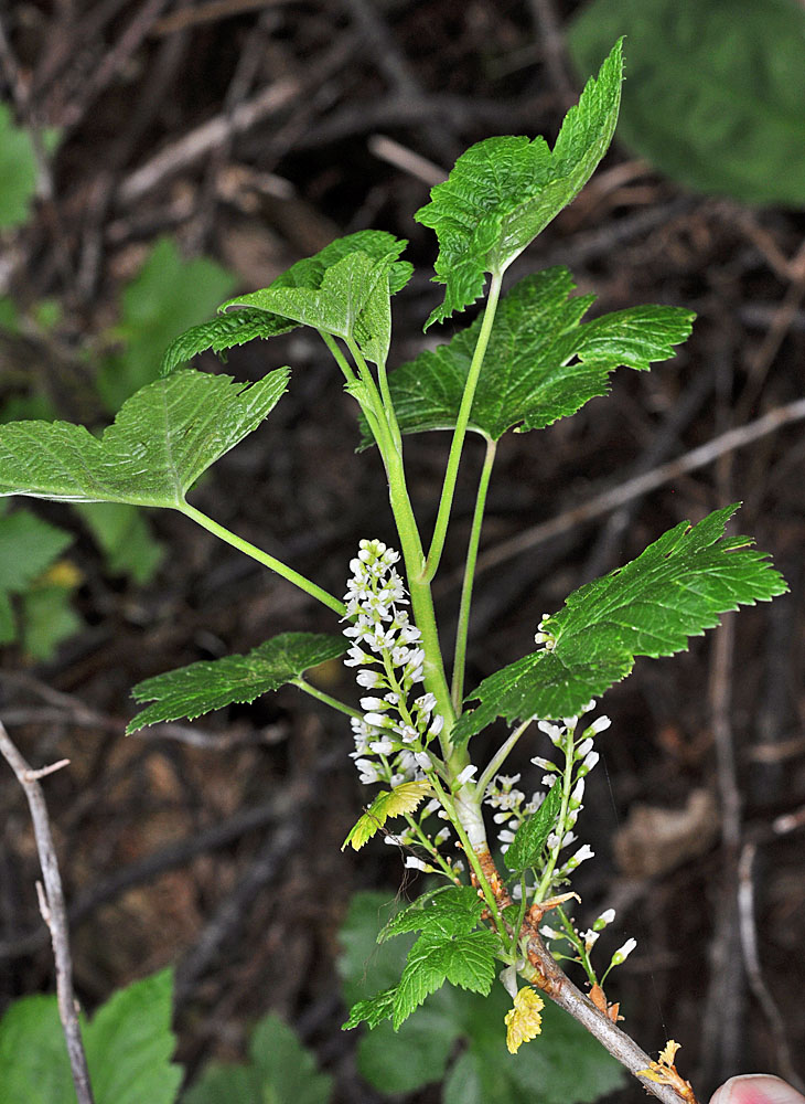 Flora of Eastern Washington Image: Ribes hudsonianum