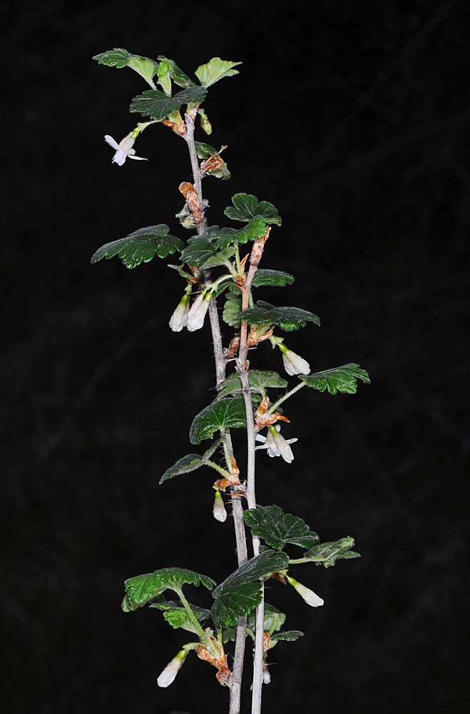 Flora of Eastern Washington Image: Ribes oxyacanthoides var irriguum