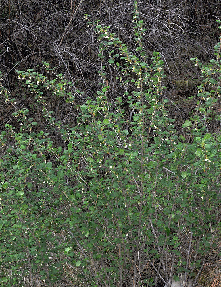 Flora of Eastern Washington Image: Ribes oxyacanthoides var irriguum