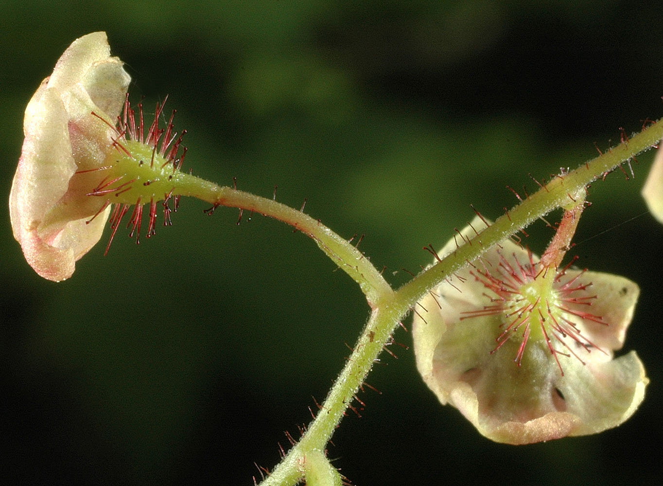 Flora of Eastern Washington Image: Ribes lacustre