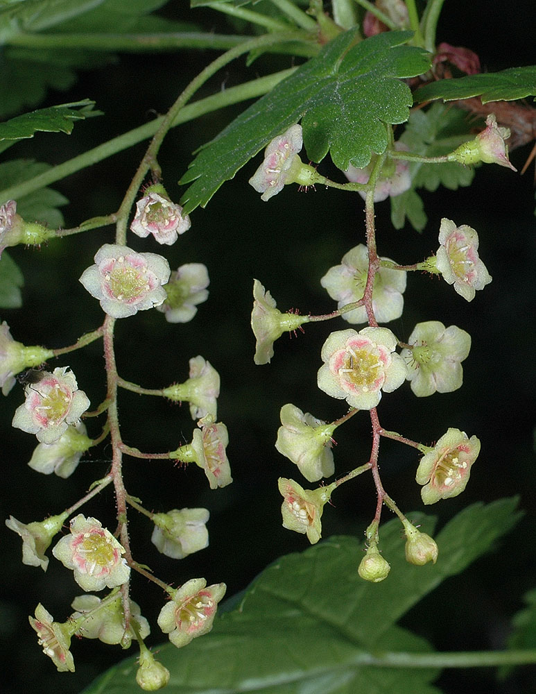 Flora of Eastern Washington Image: Ribes lacustre