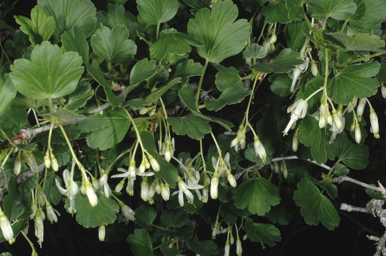 Flora of Eastern Washington Image: Ribes niveum
