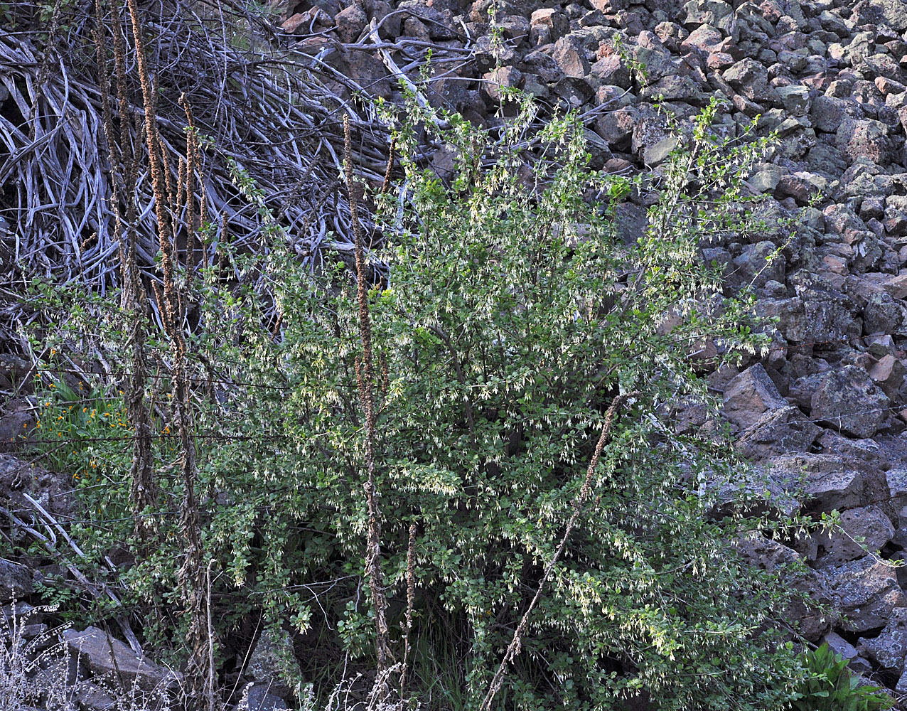Flora of Eastern Washington Image: Ribes niveum