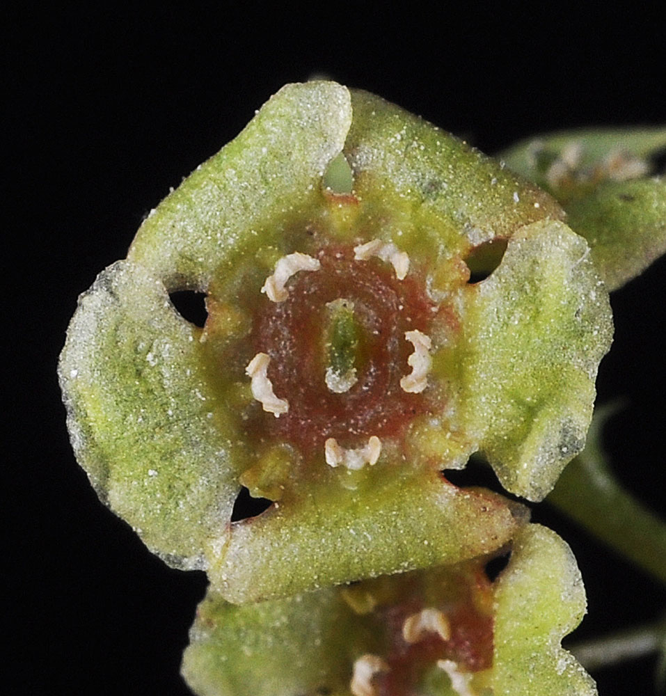 Flora of Eastern Washington Image: Ribes sativum