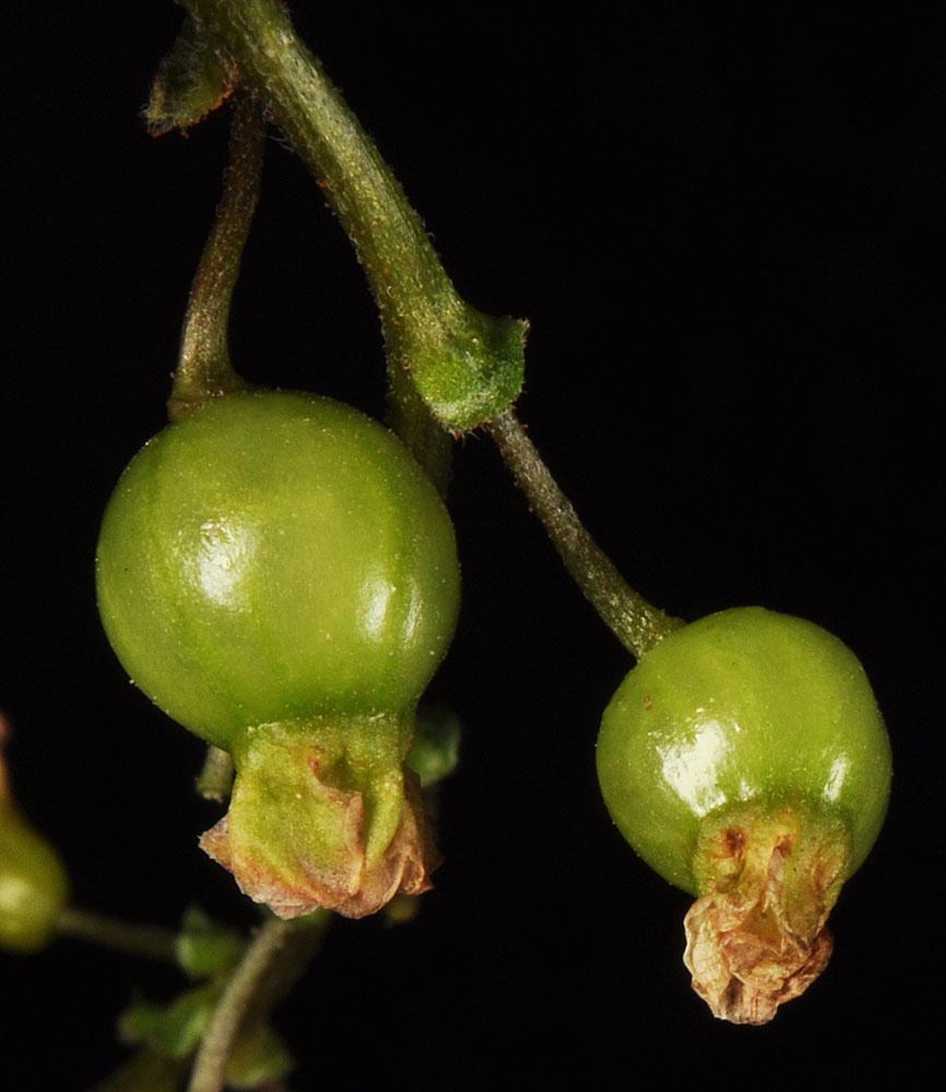 Flora of Eastern Washington Image: Ribes rubrum