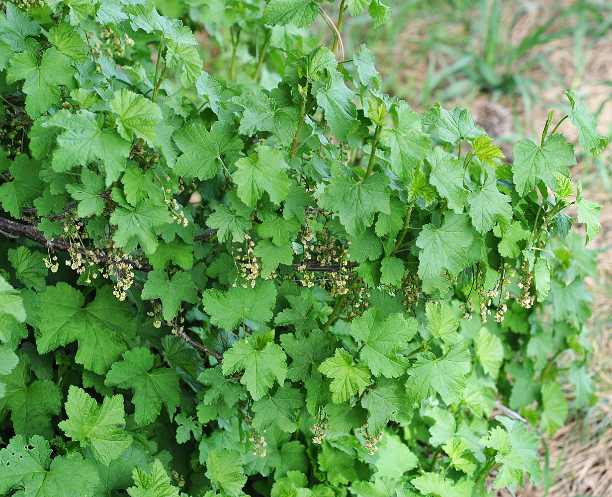Flora of Eastern Washington Image: Ribes sativum
