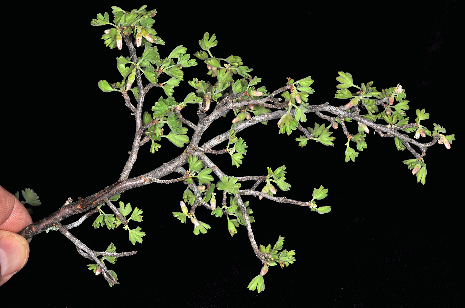 Flora of Eastern Washington Image: Ribes velutinum