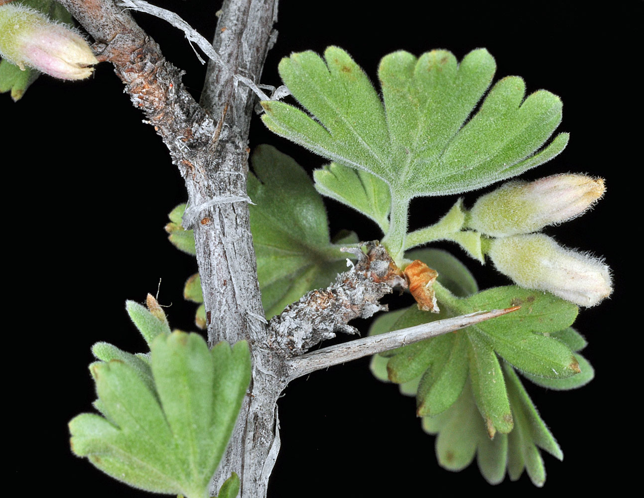 Flora of Eastern Washington Image: Ribes velutinum