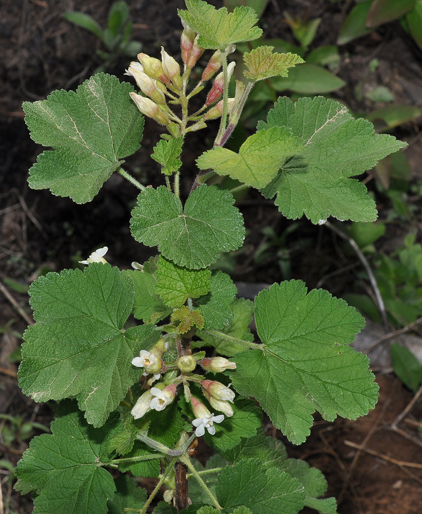 Flora of Eastern Washington Image: Ribes viscosissimum