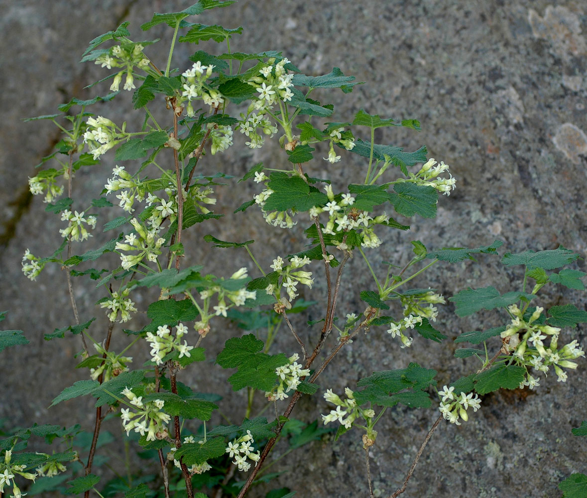 Flora of Eastern Washington Image: Ribes viscosissimum