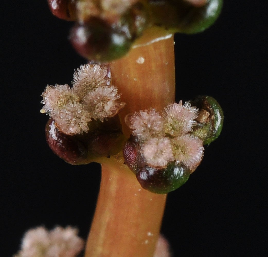 Flora of Eastern Washington Image: Myriophyllum sibiricum