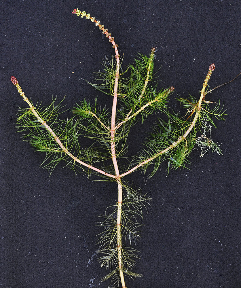 Flora of Eastern Washington Image: Myriophyllum sibiricum