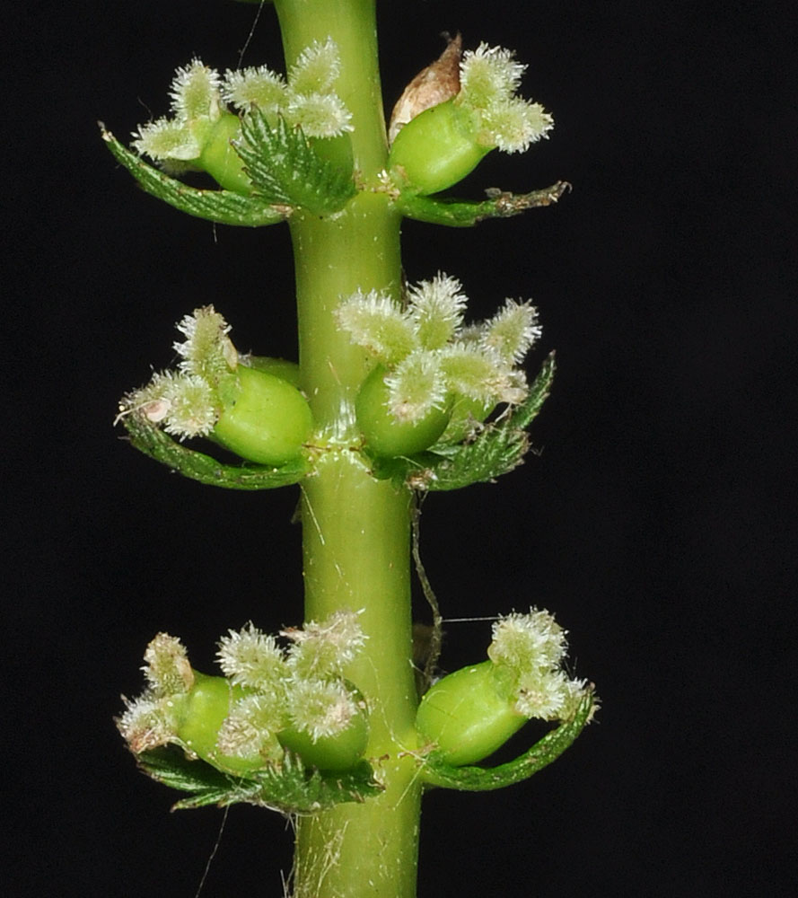 Flora of Eastern Washington Image: Myriophyllum verticillatum