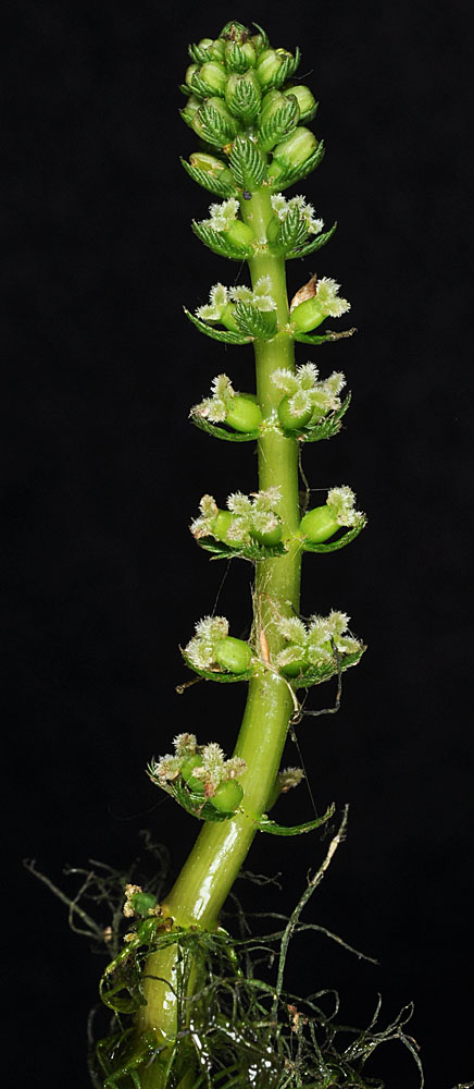 Flora of Eastern Washington Image: Myriophyllum verticillatum
