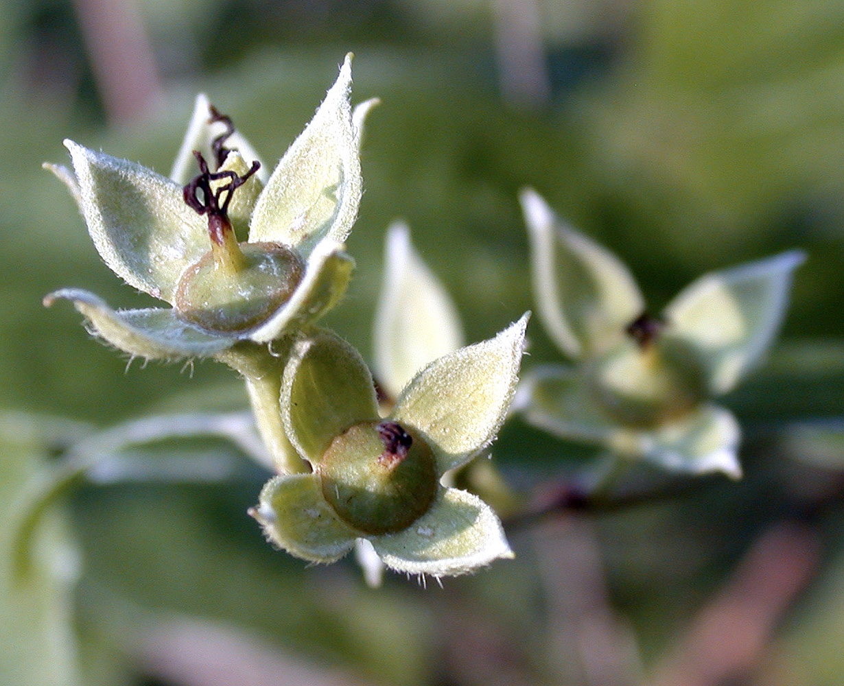 Flora of Eastern Washington Image: Philadelphus lewisii