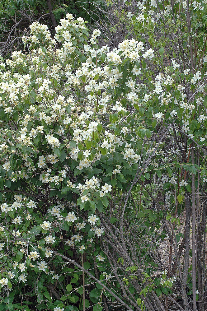 Flora of Eastern Washington Image: Philadelphus lewisii