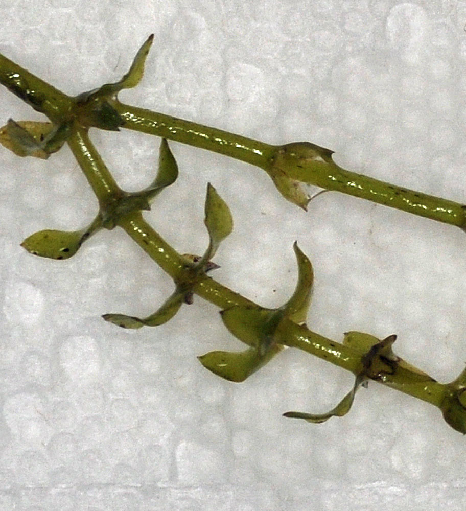 Flora of Eastern Washington Image: Elodea canadensis