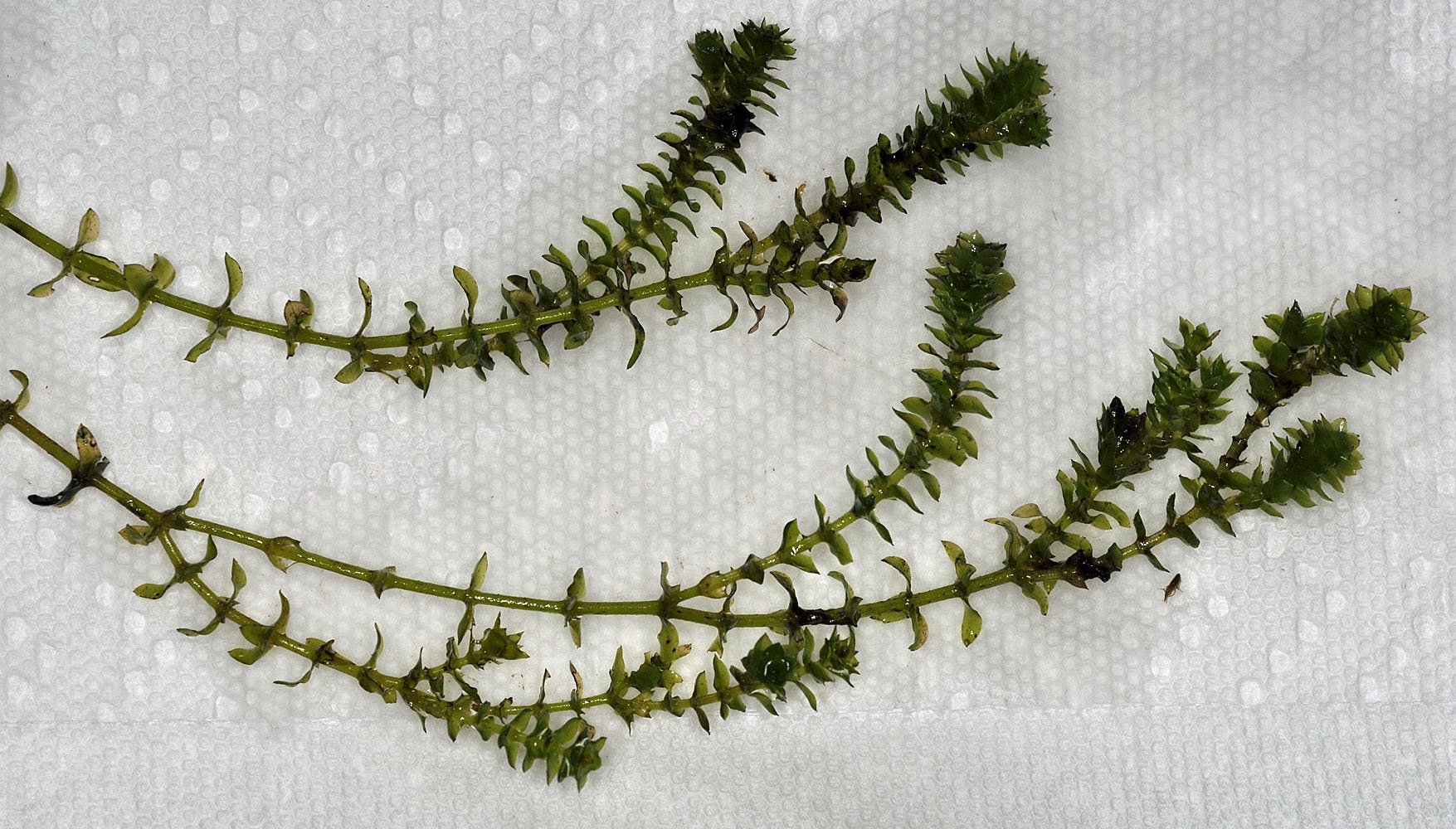 Flora of Eastern Washington Image: Elodea canadensis