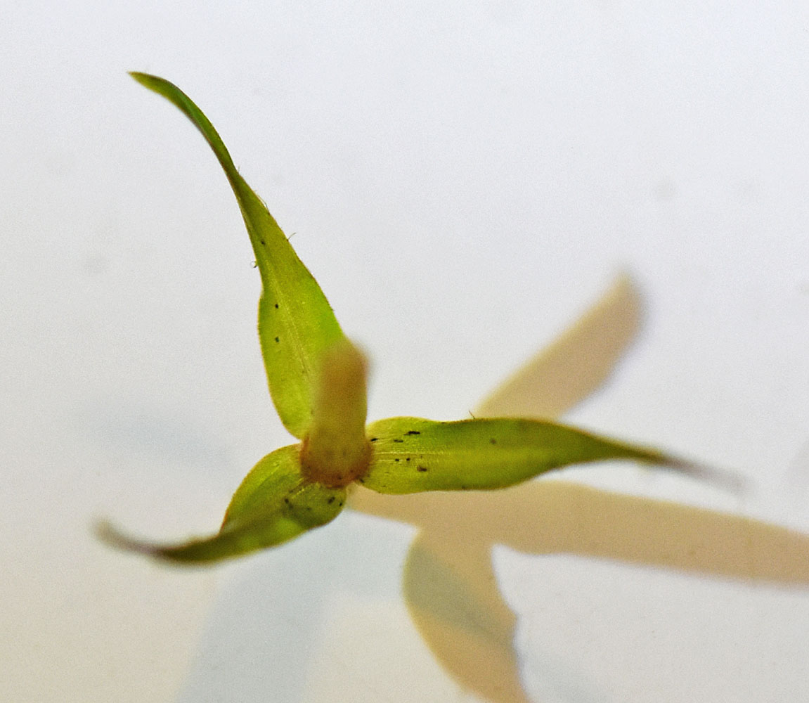 Flora of Eastern Washington Image: Elodea nuttallii