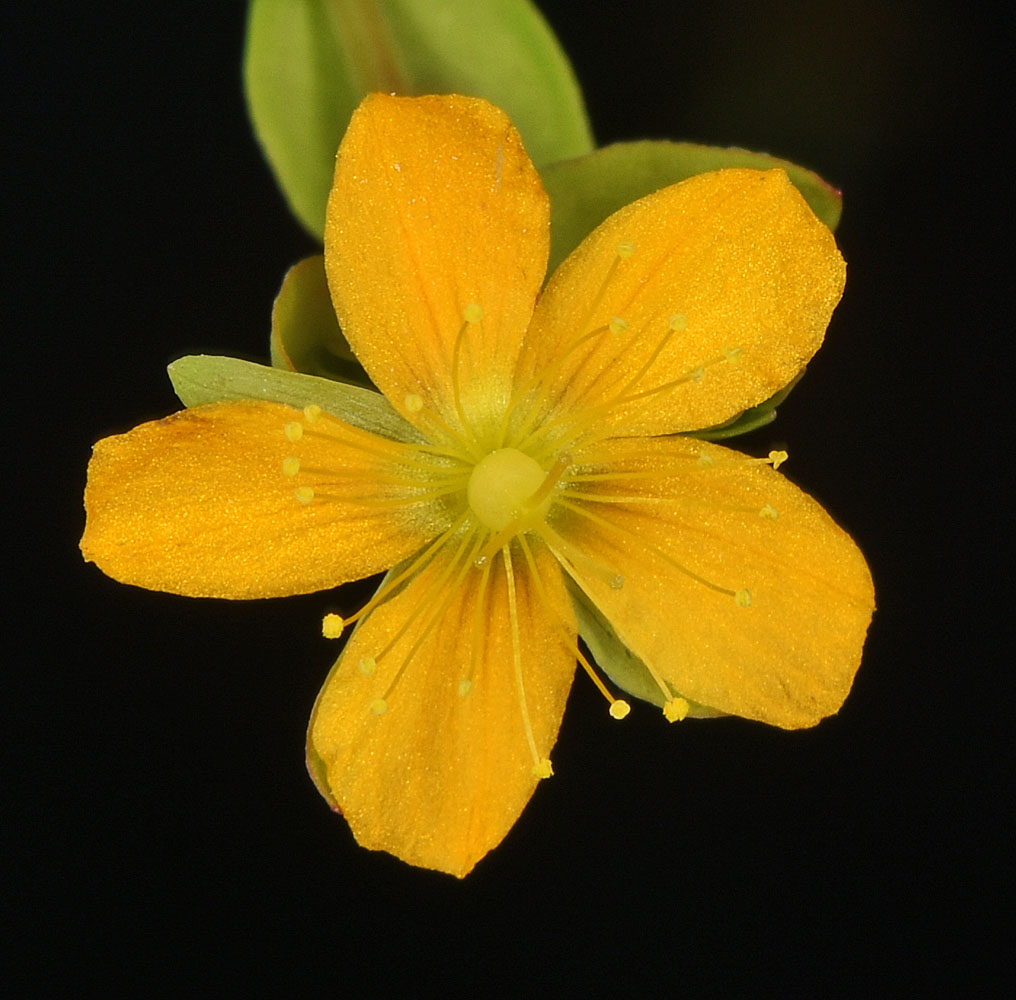 Flora of Eastern Washington Image: Hypericum anagalloides