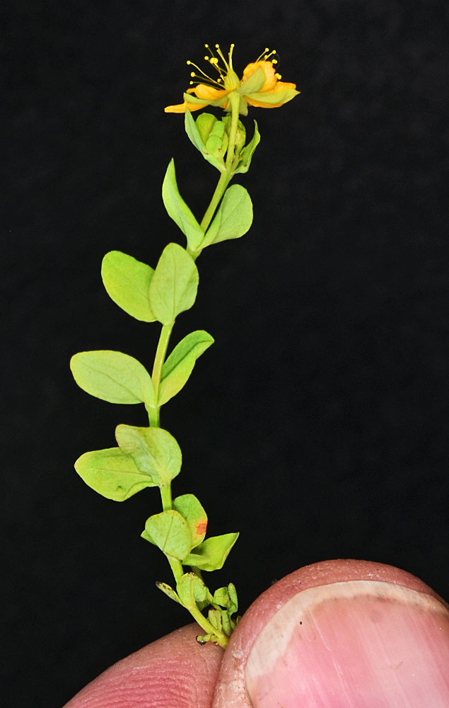 Flora of Eastern Washington Image: Hypericum anagalloides