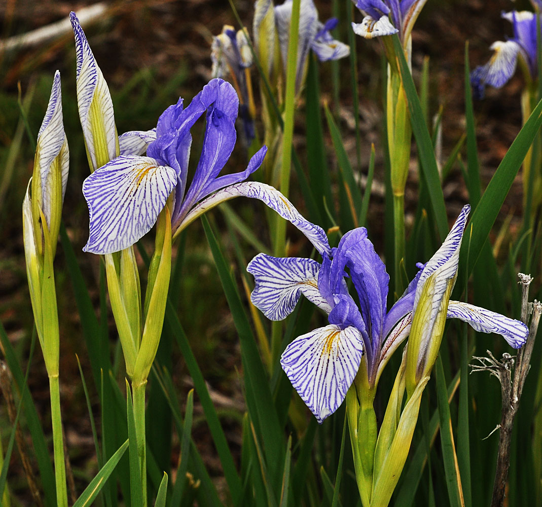 Flora of Eastern Washington Image: Iris missouriensis