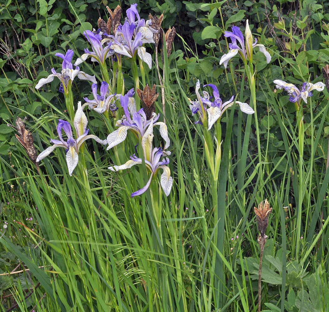 Flora of Eastern Washington Image: Iris missouriensis