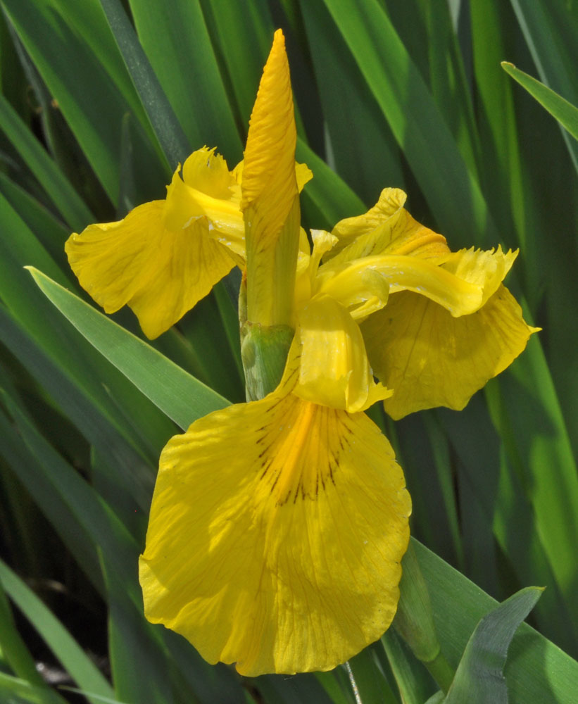 Flora of Eastern Washington Image: Iris pseudacorus