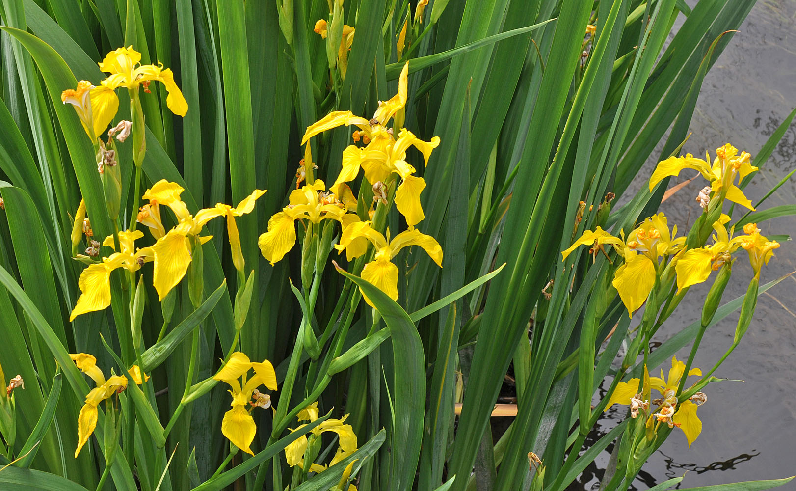 Flora of Eastern Washington Image: Iris pseudacorus