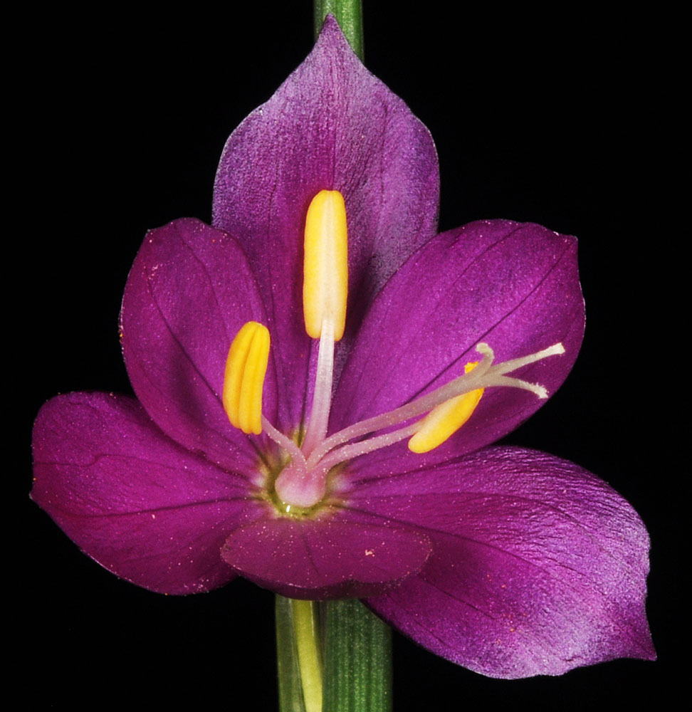 Flora of Eastern Washington Image: Olsynium douglasii