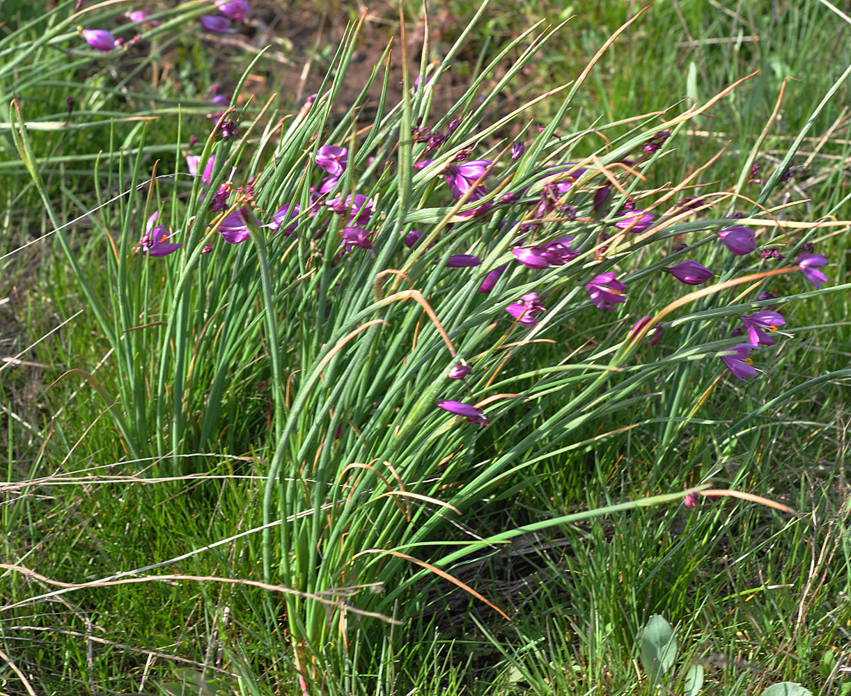 Flora of Eastern Washington Image: Olsynium douglasii