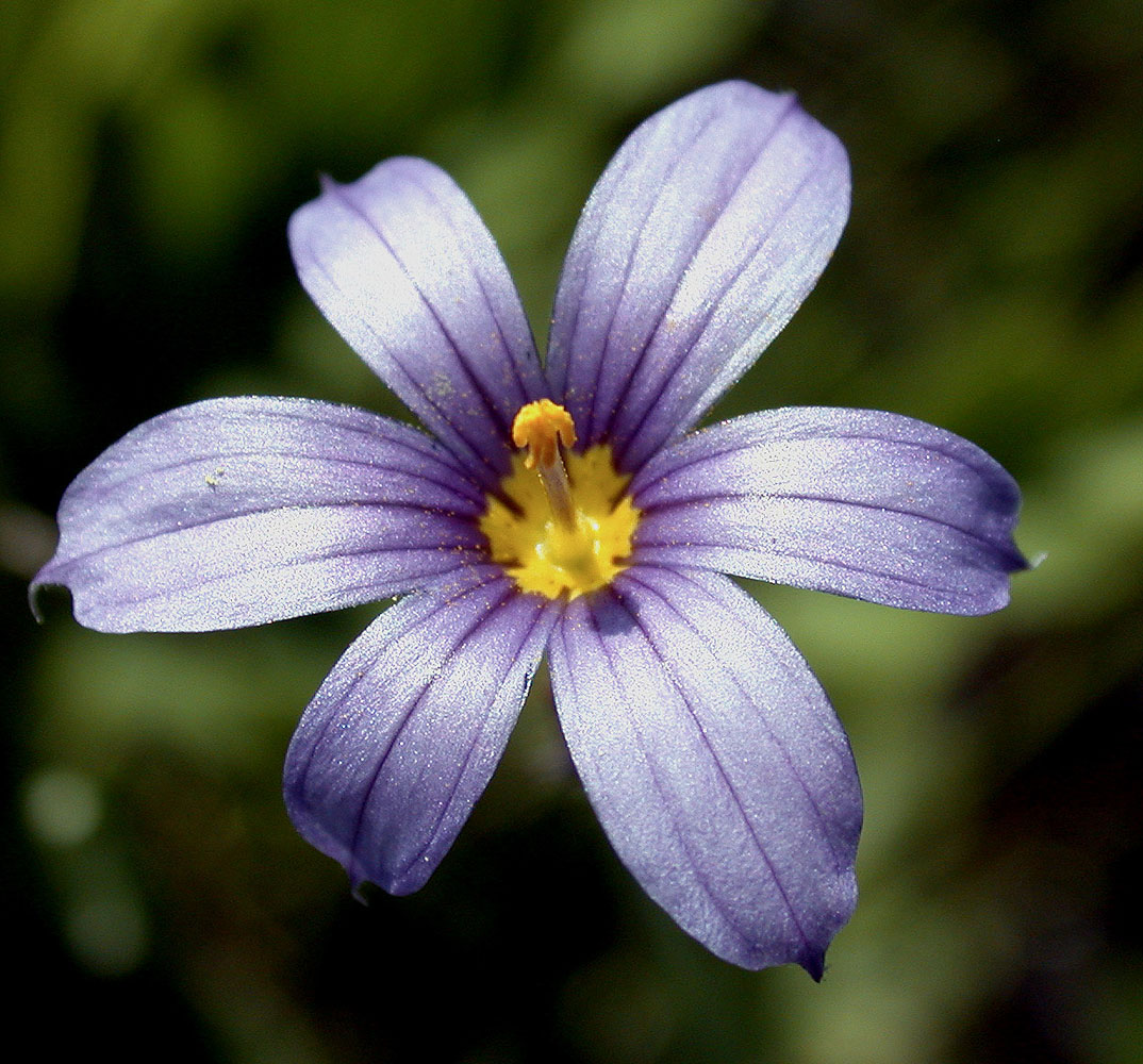 Flora of Eastern Washington Image: Sisyrinchium idahoense