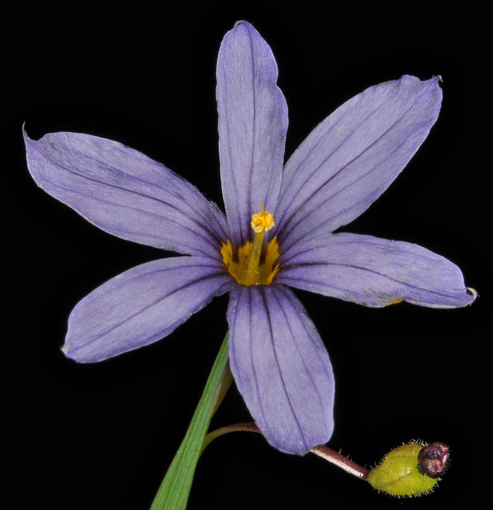 Flora of Eastern Washington Image: Sisyrinchium idahoense